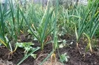 Як і чим мульчувати часникові грядки (мульчувати) Як і чим мульчувати часникові грядки