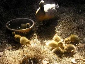 Як і чим годувати каченят, блог про сад і город (годувати) Як і чим годувати каченят, блог про сад і город