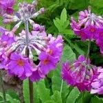 Які чагарники вибрати для сирого ділянки, створюємо гарний сад (сирого) Які чагарники вибрати для сирого ділянки, створюємо гарний сад