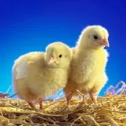 Які звуки видають індики огляд сигналів, скачати безкоштовно mp3 (індики) Які звуки видають індики огляд сигналів, скачати безкоштовно mp3