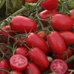 Які кращі сорти томатів для засолювання на зиму слід вибрати для посадки на ділянці (слід) Які кращі сорти томатів для засолювання на зиму слід вибрати для посадки на ділянці