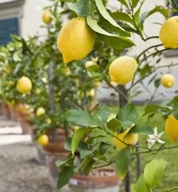 Які екзотичні фрукти можна виростити в домашніх умовах (фейхоа) Які екзотичні фрукти можна виростити в домашніх умовах
