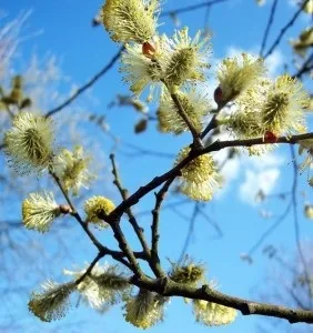 Які чагарники вибрати для сирого ділянки, створюємо гарний сад (гармонійний сад) Які чагарники вибрати для сирого ділянки, створюємо гарний сад