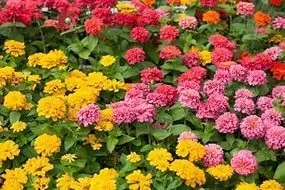 Які квіти посадити біля під'їзду (квіти) Які квіти посадити біля під'їзду