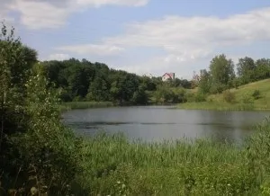 Які чагарники вибрати для сирого ділянки, створюємо гарний сад (чагарники) Які чагарники вибрати для сирого ділянки, створюємо гарний сад