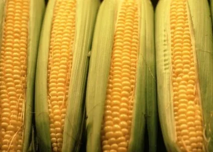 Які корисні і некорисні продукти для вашого травлення, що і як (здорове харчування) Які корисні і некорисні продукти для вашого травлення, що і як