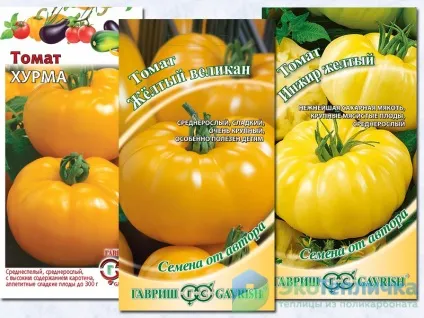 Які сорти помідор краще садити в невисокій теплиці (сорти) Які сорти помідор краще садити в невисокій теплиці