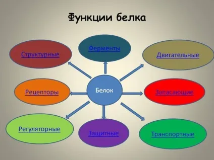 Які функції виконують білки в організмі людини (білки) Які функції виконують білки в організмі людини