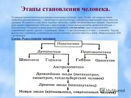 Які основні етапи становлення людини сучасного типу (людини) Які основні етапи становлення людини сучасного типу