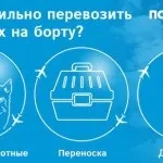 Як виправити помилку в авіаквитку «перемога» (виправити) Як виправити помилку в авіаквитку «перемога»
