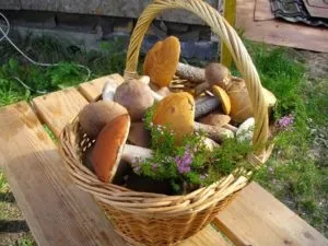 Як позбутися від черв'яків в грибах (позбутися) Як позбутися від черв'яків в грибах