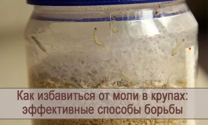 Як позбутися від молі в крупах ефективні способи боротьби (боротьби) Як позбутися від молі в крупах ефективні способи боротьби