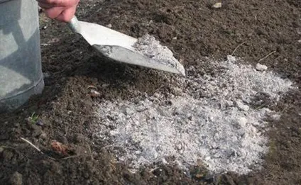 Як позбутися від слимаків в городі - башагропласт (слимаків) Як позбутися від слимаків в городі - башагропласт
