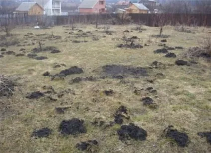 Як позбутися кротів на дачі на садовій і дачній ділянці, як боротися, засоби боротьби, як (дачній) Як позбутися кротів на дачі на садовій і дачній ділянці, як боротися, засоби боротьби, як