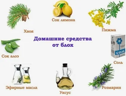Як позбутися від земляних бліх в квартирі кращі засоби (земляних) Як позбутися від земляних бліх в квартирі кращі засоби