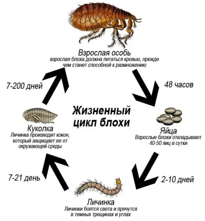 Як позбутися від земляних бліх в квартирі кращі засоби (бліх) Як позбутися від земляних бліх в квартирі кращі засоби