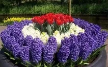 Як красиво посадити тюльпани на ділянці, дачі, в саду - фото, поєднання з іншими кольорами (іншими) Як красиво посадити тюльпани на ділянці, дачі, в саду - фото, поєднання з іншими кольорами