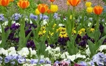 Як красиво посадити тюльпани на ділянці, дачі, в саду - фото, поєднання з іншими кольорами (тюльпани) Як красиво посадити тюльпани на ділянці, дачі, в саду - фото, поєднання з іншими кольорами