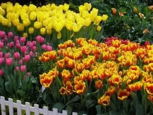 Як красиво посадити тюльпани на ділянці, дачі, в саду - фото, поєднання з іншими кольорами (фото) Як красиво посадити тюльпани на ділянці, дачі, в саду - фото, поєднання з іншими кольорами