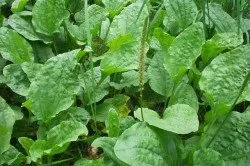 Як лікувати шлунок в домашніх умовах (умовах) Як лікувати шлунок в домашніх умовах