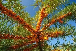 Як лікувати пітницю народними засобами (народними) Як лікувати пітницю народними засобами