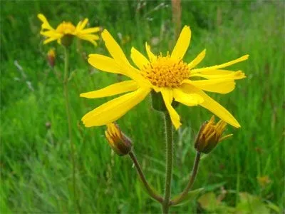 Як лікувати пітницю народними засобами (засобами) Як лікувати пітницю народними засобами