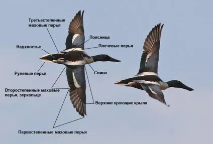 Як спостерігати за птахами