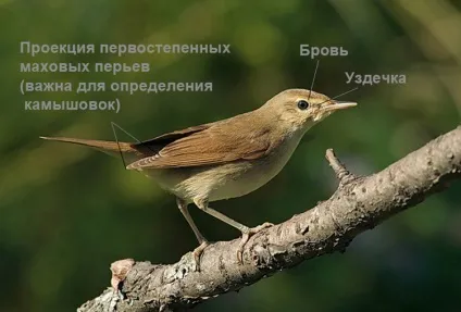 Як спостерігати за птахами