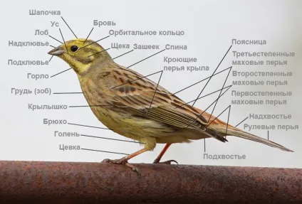 Як спостерігати за птахами