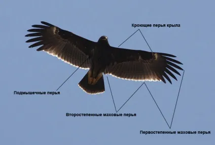 Як спостерігати за птахами