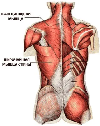 Як накачати трапеції стандартні методики та секретні вправи (трапеції) Як накачати трапеції стандартні методики та секретні вправи