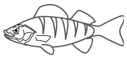 Як намалювати окуня поетапно олівцем, lessdraw (олівцем) Як намалювати окуня поетапно олівцем, lessdraw
