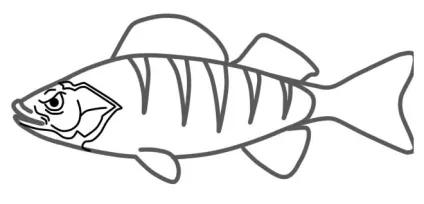 Як намалювати окуня поетапно олівцем, lessdraw (поетапно) Як намалювати окуня поетапно олівцем, lessdraw