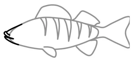 Як намалювати окуня поетапно олівцем, lessdraw (намалювати окуня олівцем) Як намалювати окуня поетапно олівцем, lessdraw