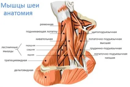 Як накачати шию комплекс ефективних завдань (Підйом голови лежачи) Як накачати шию комплекс ефективних завдань
