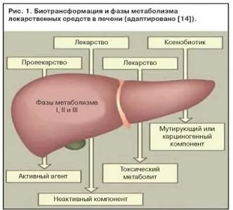 Метаболізм лікарських препаратів (препаратів) Метаболізм лікарських препаратів