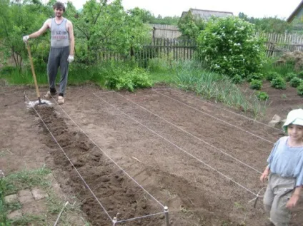 Метод Мітлайдера для вирощування високого врожаю картоплі (Мітлайдера) Метод Мітлайдера для вирощування високого врожаю картоплі
