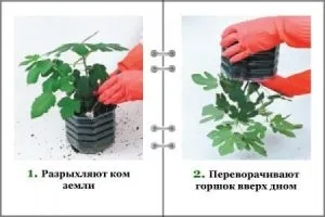 Як називається дика троянда, кімнатні рослини (американського штату Айова) Як називається дика троянда, кімнатні рослини