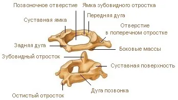 Як називається кільцеподібний перший шийний хребець у людини (6 букв) (6 букв) Як називається кільцеподібний перший шийний хребець у людини (6 букв)
