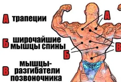 Як називаються м'язи