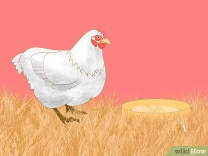 Як не дати курям є свої яйця