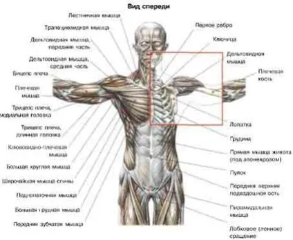 Як називаються м'язи