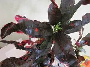 Як забезпечити правильний догляд в домашніх умовах за кодіеум (фото сортів) (умовах) Як забезпечити правильний догляд в домашніх умовах за кодіеум (фото сортів)