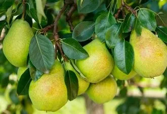 Як очистити руки після городу (руки) Як очистити руки після городу