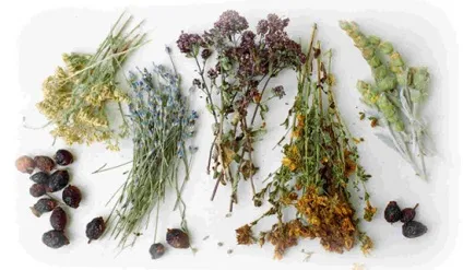 Як очистити кишечник травами - покрокові рецепти, відгуки (очистити) Як очистити кишечник травами - покрокові рецепти, відгуки