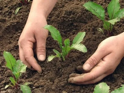 Як очистити руки після городу (руки) Як очистити руки після городу