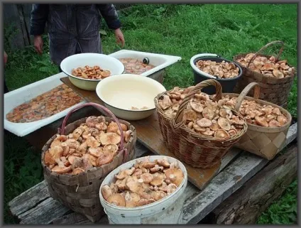 Як обробити гриби після збору