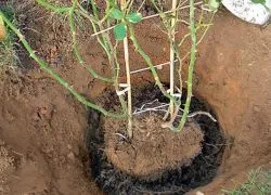 Як восени пересадити троянду на нове місце (восени) Як восени пересадити троянду на нове місце