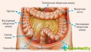 Якого розміру кишечник у людини (довжина кишечника людини) Якого розміру кишечник у людини