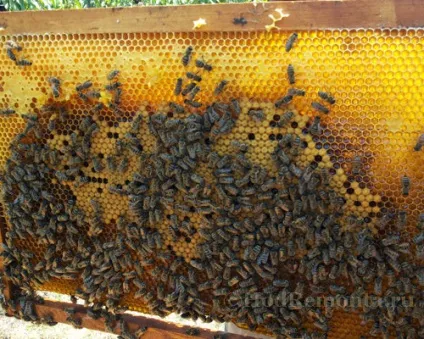 Як відкачати мед